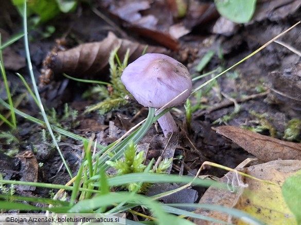 Inocybe geophylla var. lilacina