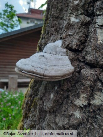 Fomes fomentarius