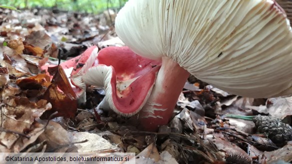 Russula rosea