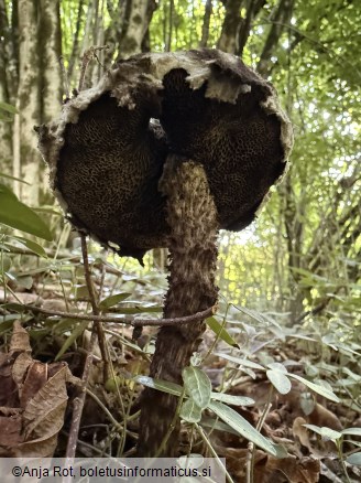 Strobilomyces strobilaceus