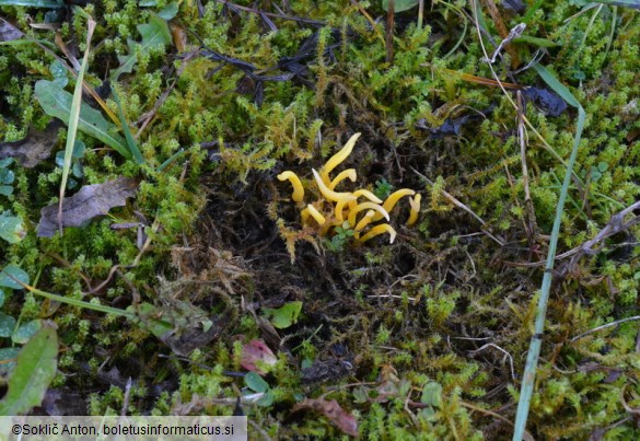 Clavulinopsis helvola