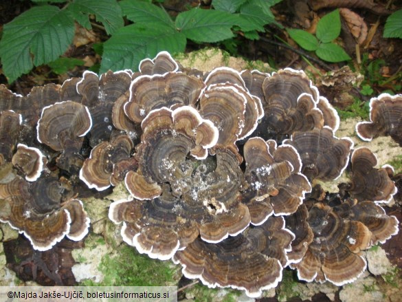 Trametes versicolor