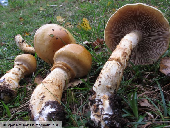 Cortinarius triumphans