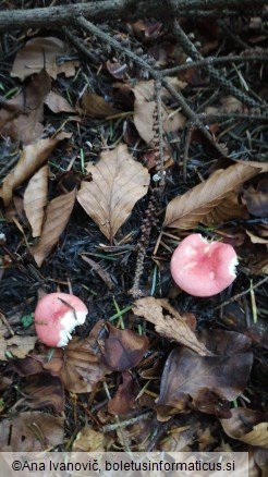 Russula emetica