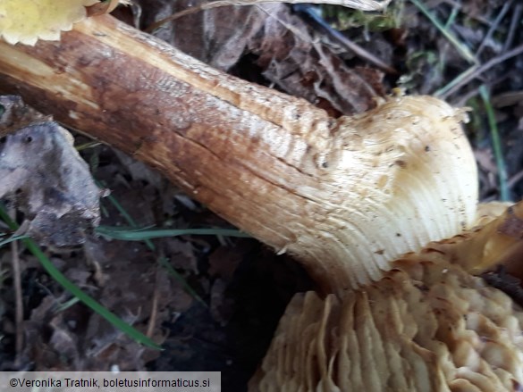 Armillaria ostoyae