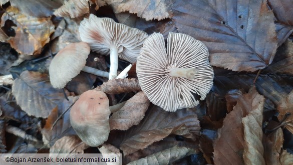 Entoloma nidorosum