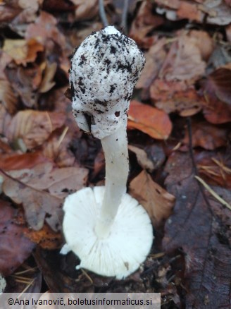 Amanita phalloides