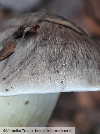 Tricholoma portentosum