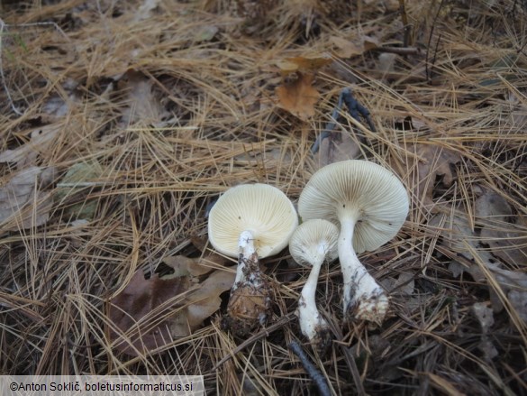 Ampulloclitocybe clavipes