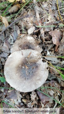 Russula densifolia