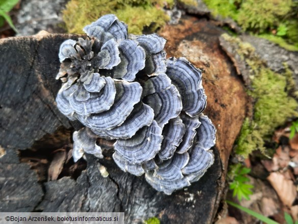 Trametes versicolor