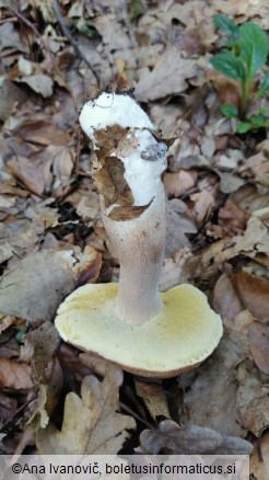 Boletus reticulatus