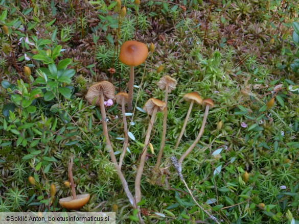 Galerina tibiicystis