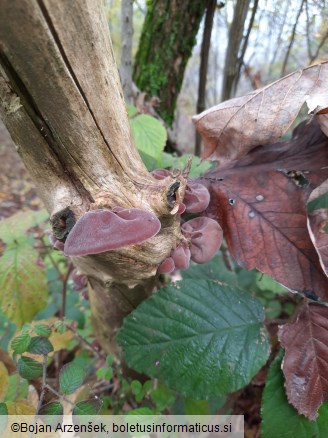 Auricularia auricula-judae