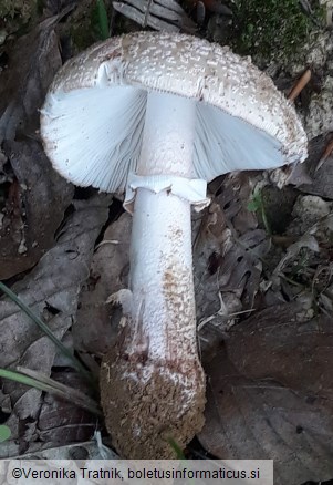 Amanita rubescens