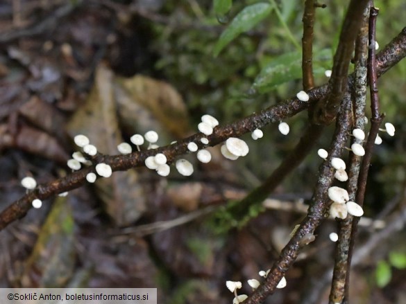 Collybiopsis ramealis