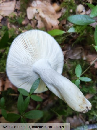Russula aurora
