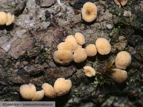 Pezicula acericola