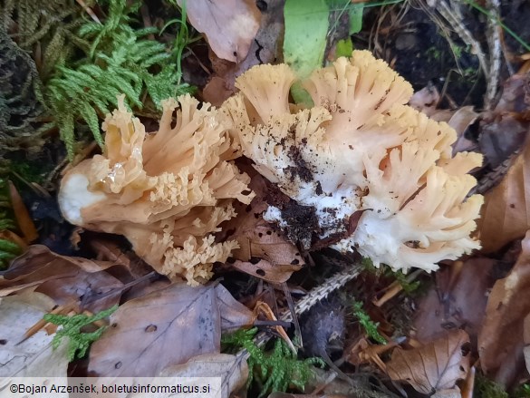 Ramaria flavosalmonicolor