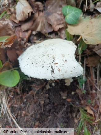 Amanita strobiliformis