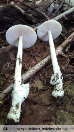 Amanita vaginata