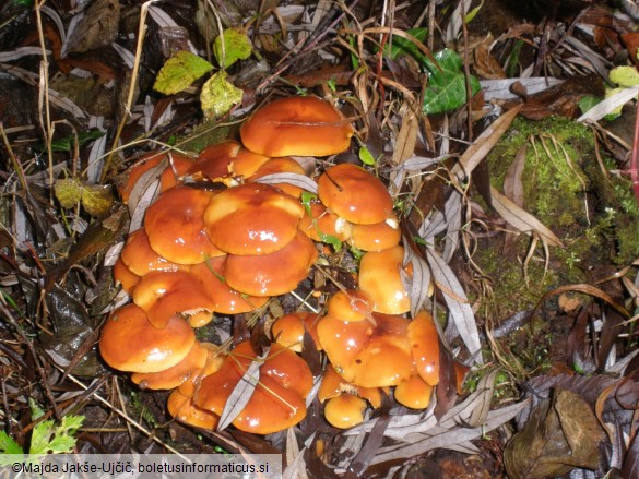 Flammulina velutipes