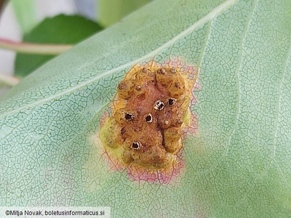 Gymnosporangium sabinae