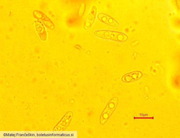 Calycina citrina
