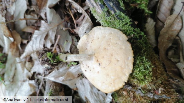 Polyporus tuberaster