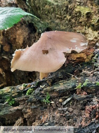Pluteus cervinus