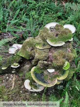 Trametes gibbosa