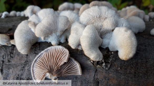 Schizophyllum commune