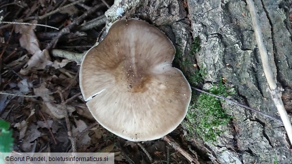 Pluteus cervinus