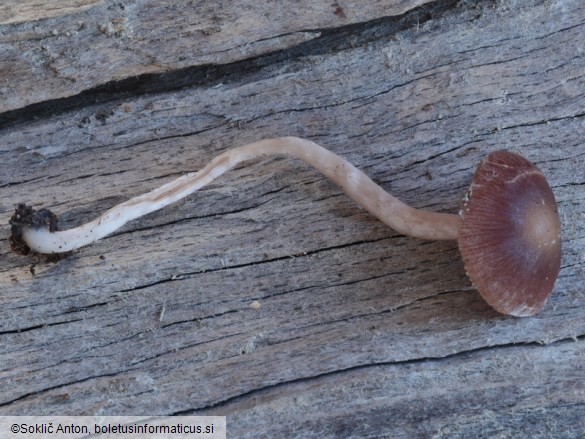 Psathyrella bipellis