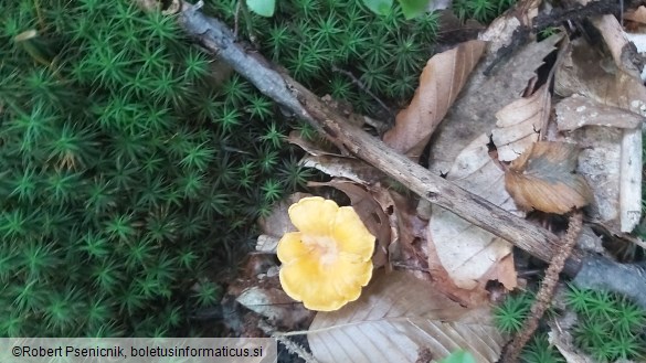 Cantharellus cibarius