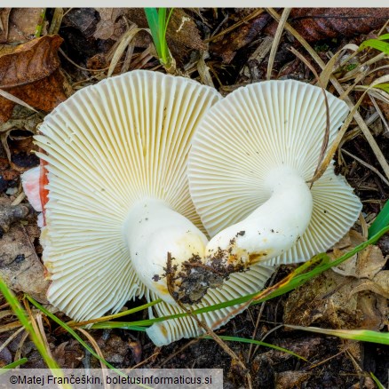 Russula nobilis