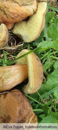 Hortiboletus bubalinus