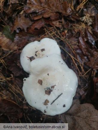 Tricholoma columbetta