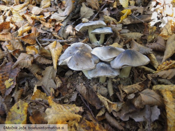 Tricholoma portentosum