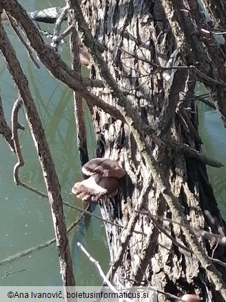 Pleurotus ostreatus