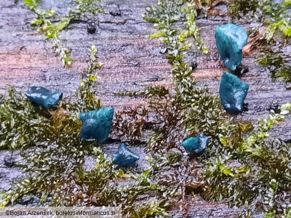 Chlorociboria aeruginascens