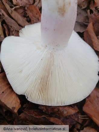 Russula cyanoxantha