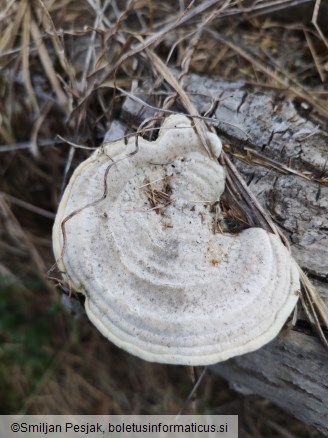 Trametes hirsuta