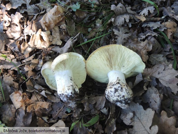 Leucopaxillus tricolor