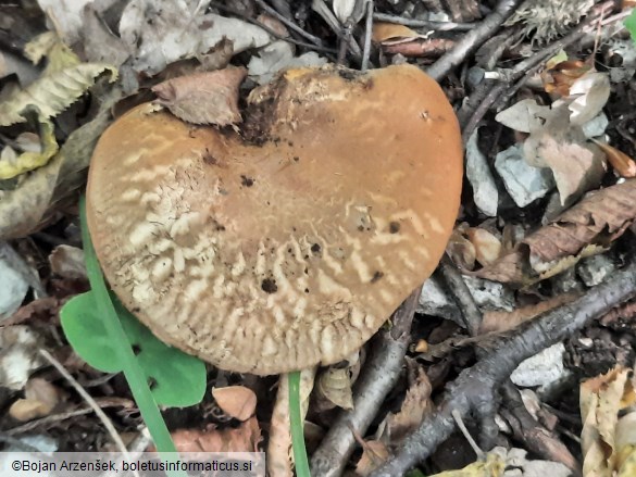 Paxillus rubicundulus