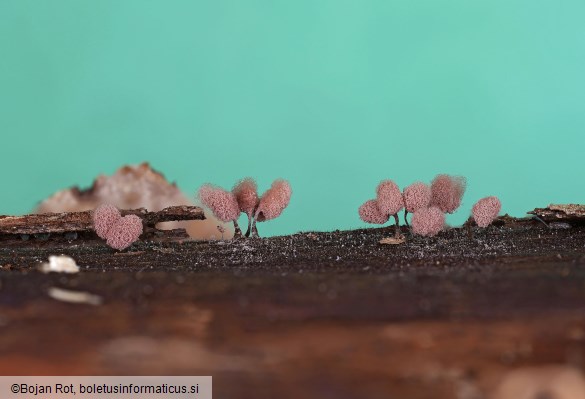 Arcyria denudata