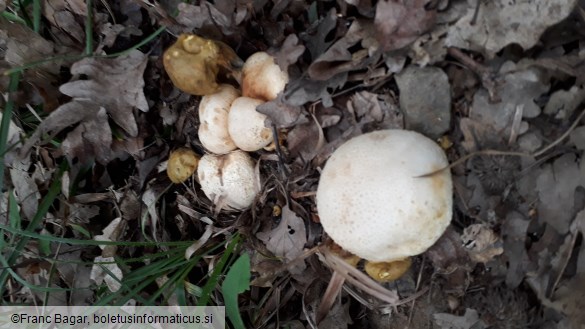 Pseudoboletus parasiticus