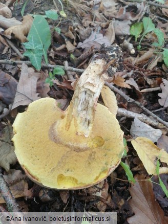 Butyriboletus pseudoregius