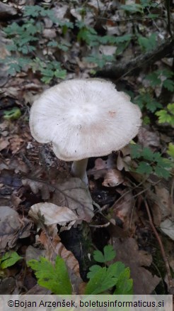 Megacollybia platyphylla