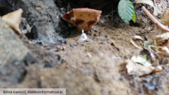 Fistulina hepatica